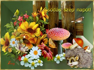 Csodás napot kívánok