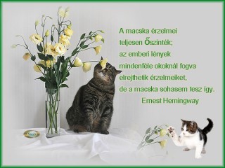 A macska érzelmei